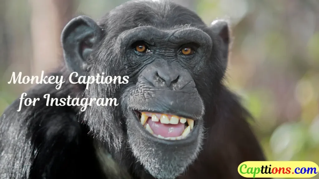 Monkey Captions