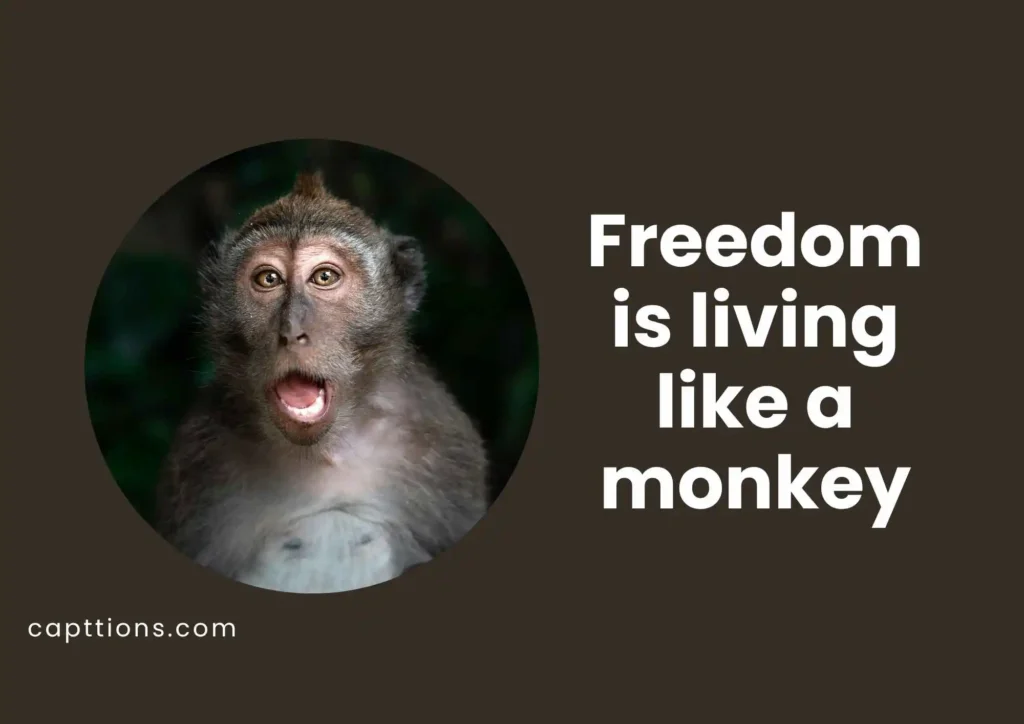 Monkey Quotes About Life
