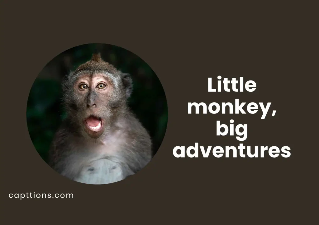 Short Monkey Captions for Instagram