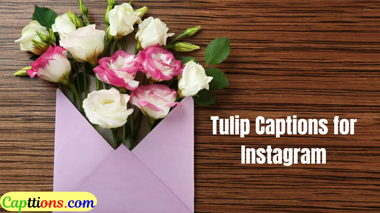 Tulip Captions