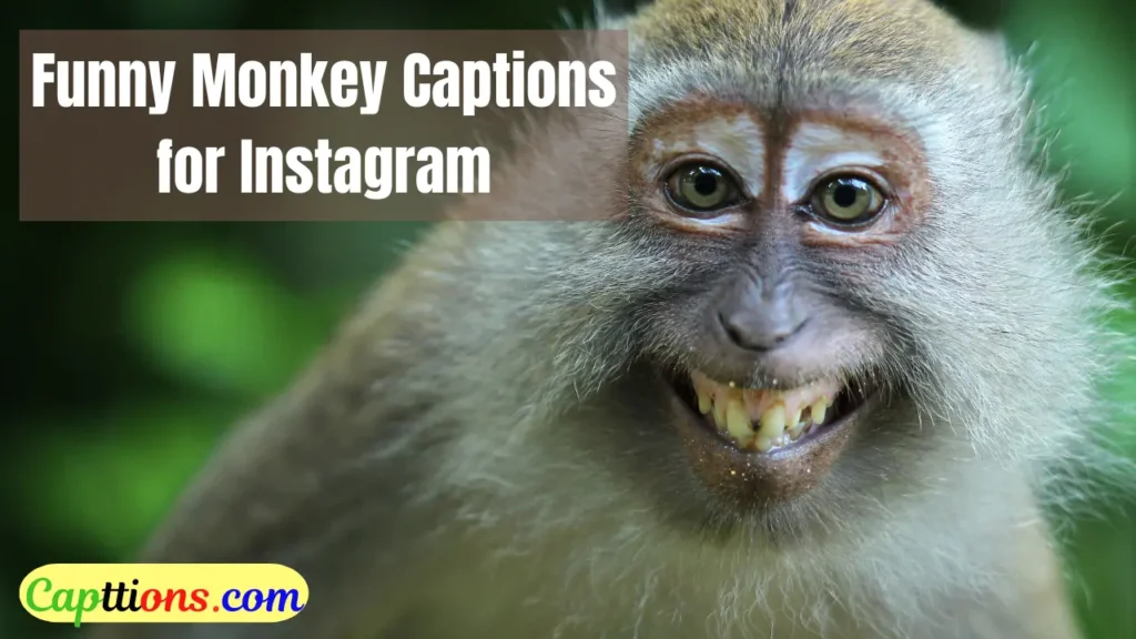 Funny Monkey Captions