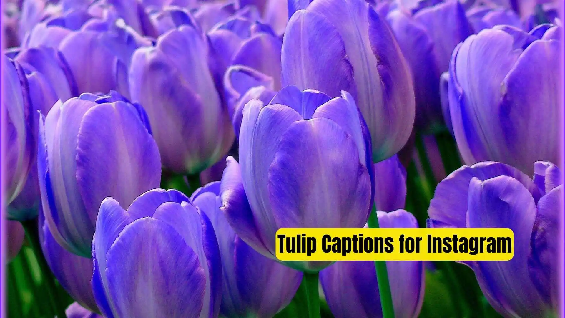 Tulip Captions for Instagram